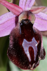Ophrys ferrum-equinum