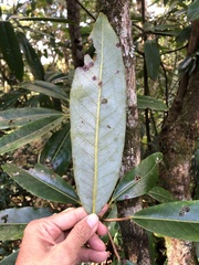 Daphniphyllum himalaense