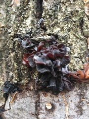 Phaeotremella frondosa