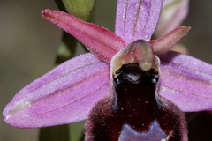 Ophrys ferrum-equinum