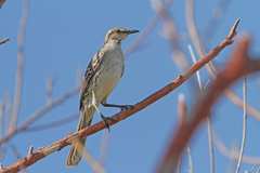 Mimus gundlachii
