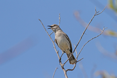 Mimus gundlachii