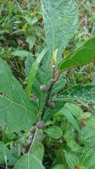 Ficus montana