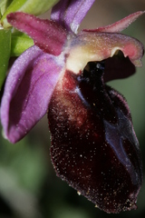 Ophrys ferrum-equinum