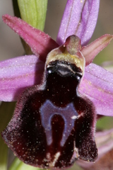 Ophrys ferrum-equinum