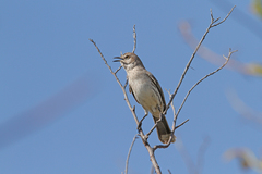 Mimus gundlachii