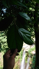 Ficus parietalis