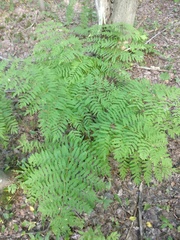 Osmunda spectabilis