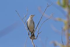 Mimus gundlachii