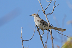 Mimus gundlachii