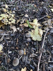 Psathyrella gracilis