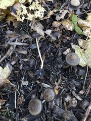 Psathyrella gracilis