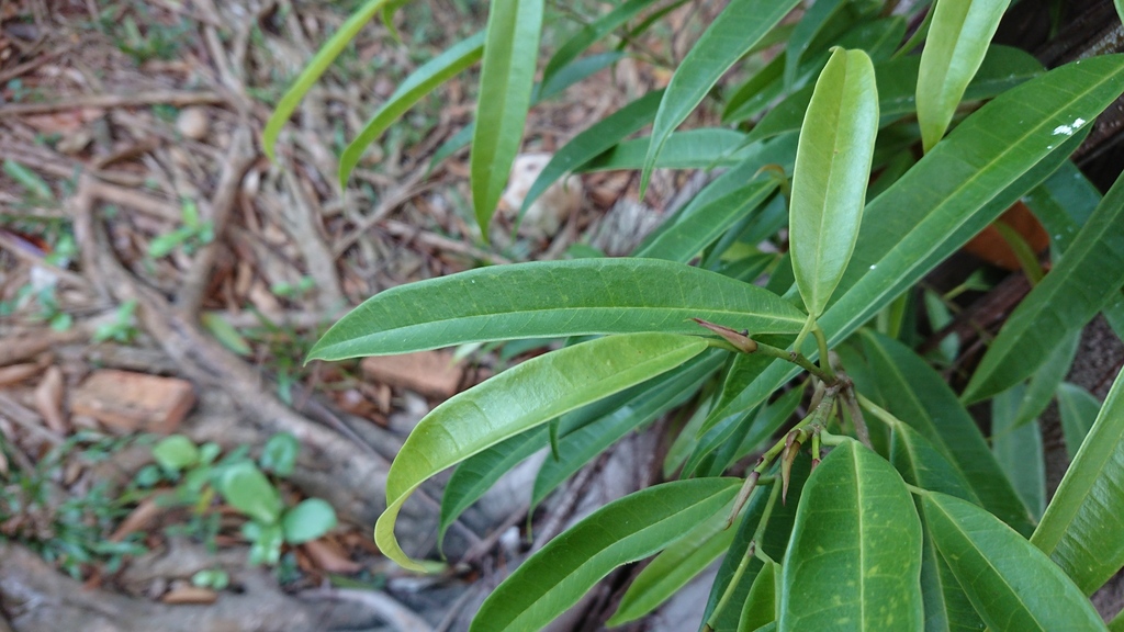 Ara Akar (Ficus binnendijkii)