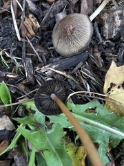 Psathyrella gracilis