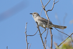 Mimus gundlachii