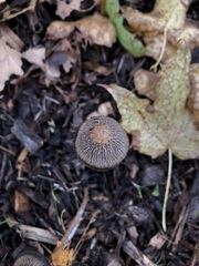 Psathyrella gracilis