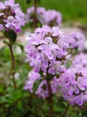 Thymus longicaulis