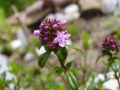 Thymus longicaulis