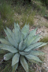 Agave durangensis