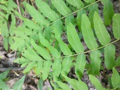 Osmunda spectabilis