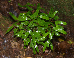Lygodium articulatum