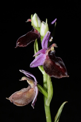 Ophrys ferrum-equinum