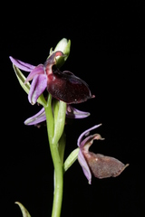 Ophrys ferrum-equinum