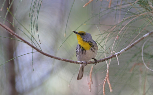Olive-capped Warbler (Setophaga pityophila), photo 5