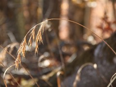 Bromus benekenii