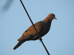 Zenaida auriculata