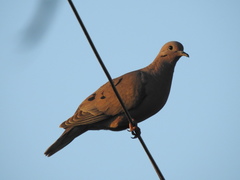 Zenaida auriculata