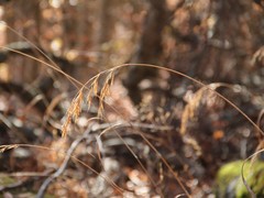 Bromus benekenii