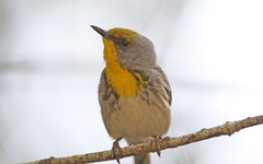 Setophaga pityophila