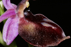 Ophrys ferrum-equinum