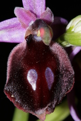 Ophrys ferrum-equinum