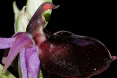 Ophrys ferrum-equinum