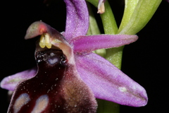 Ophrys ferrum-equinum