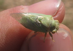 Derotettix mendosensis