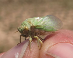 Derotettix mendosensis