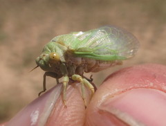 Derotettix mendosensis