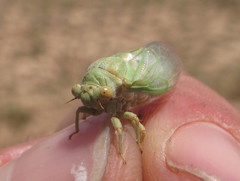 Derotettix mendosensis