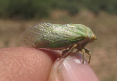 Derotettix mendosensis
