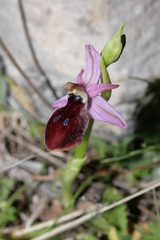 Ophrys ferrum-equinum