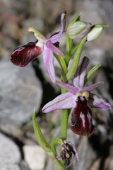 Ophrys ferrum-equinum
