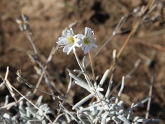 Cerastium biebersteinii