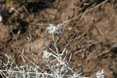 Cerastium biebersteinii