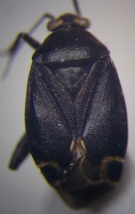 Polymerus nigrita