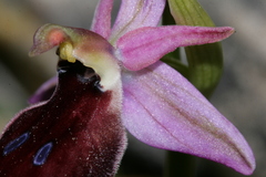 Ophrys ferrum-equinum