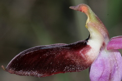 Ophrys ferrum-equinum