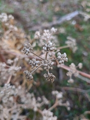 Trinia glauca